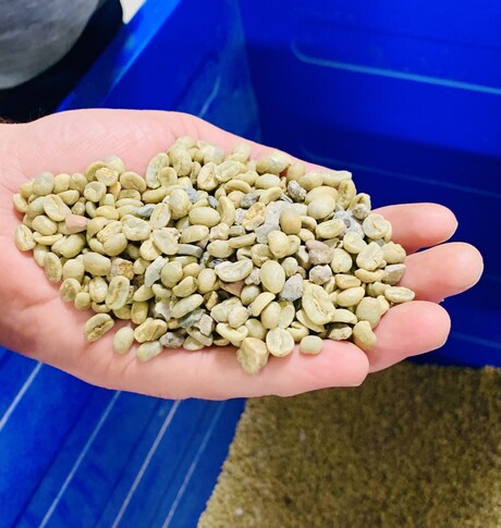 Groene koffiebonen uit Brazilië en Colombia voor Joh. Johannson Kaffe.