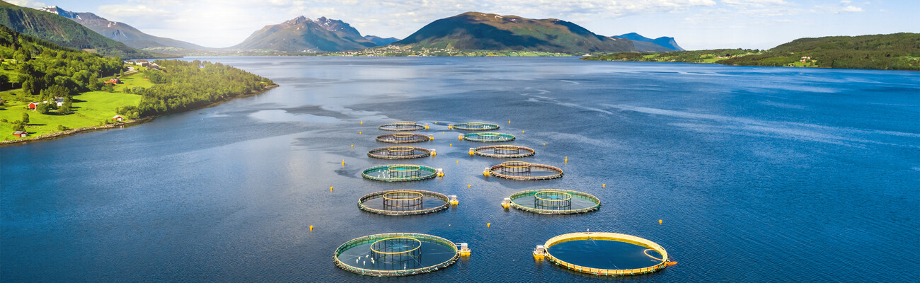 Persluchtcompressor voor gebruik in de aquacultuur – de energie-geoptimaliseerde oplossing van KAESER voor een duurzame persluchtbehoefte.